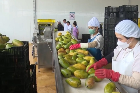 Sơn La phát triển các chuỗi liên kết cung ứng nông sản an toàn