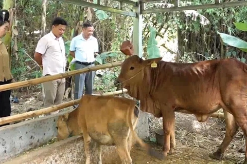 Chương trình 1719: động lực thúc đẩy phát triển kinh tế Sơn La
