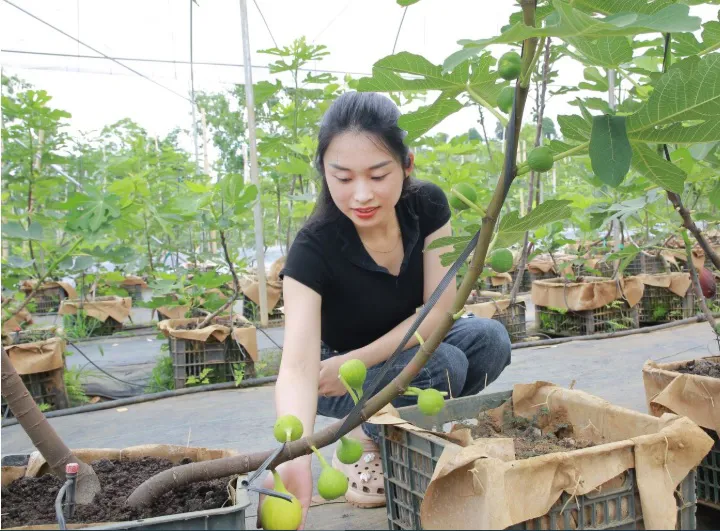 Sơn La: mở rộng cánh cửa tiêu thụ sản phẩm nông nghiệp
