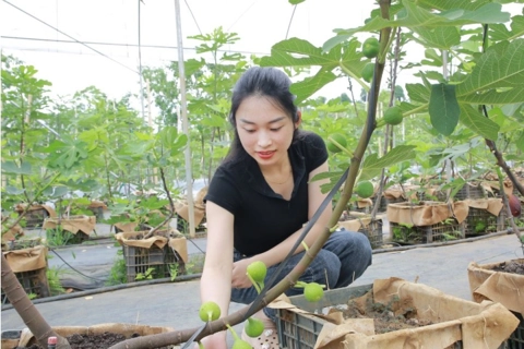 Sơn La: mở rộng cánh cửa tiêu thụ sản phẩm nông nghiệp