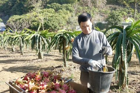 Sơn La sản xuất cây ăn quả rải vụ, tăng hiệu quả kinh tế