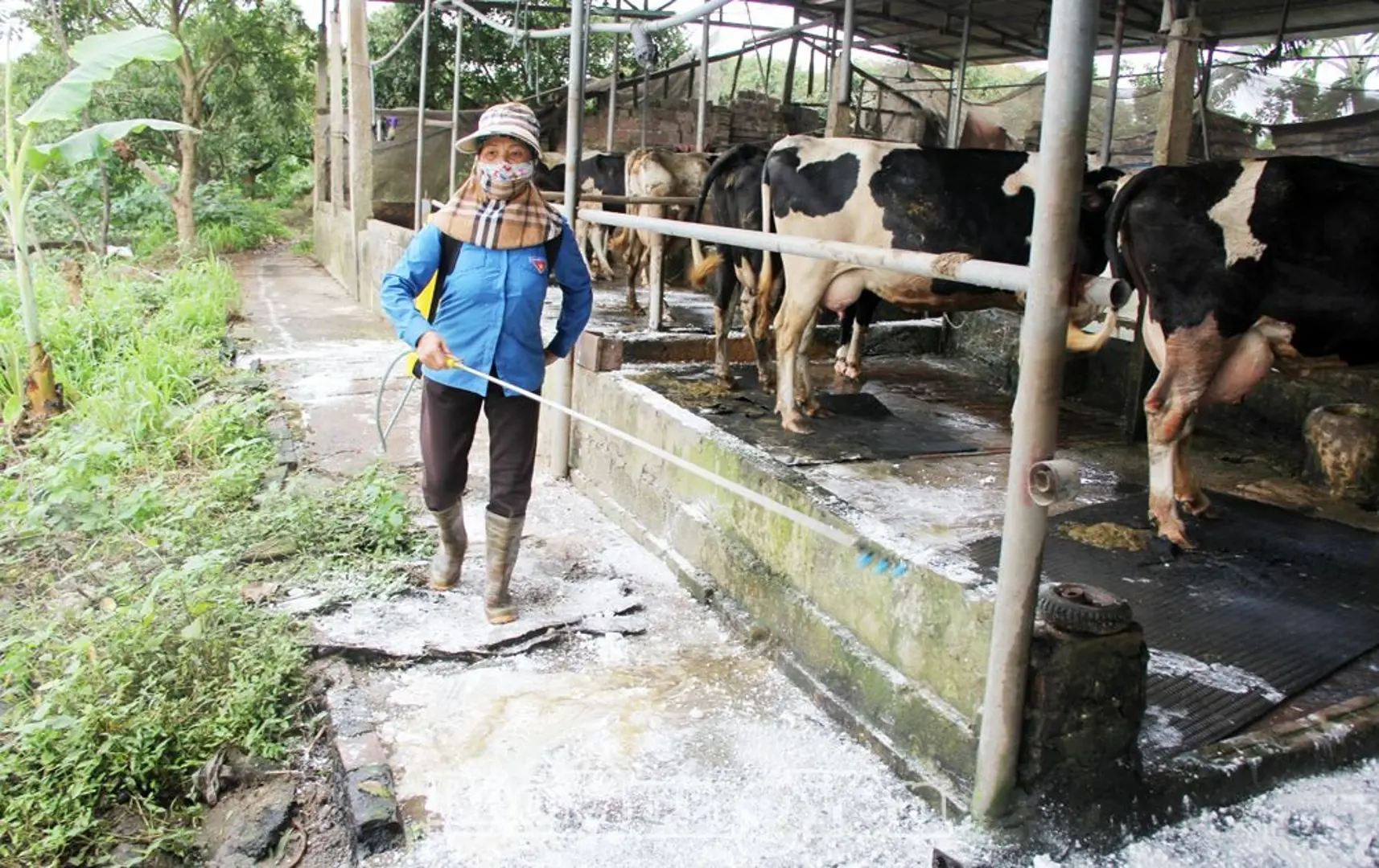 Ngành chăn nuôi Hà Nội 2024: tăng trưởng mạnh, giám sát tốt dịch bệnh
