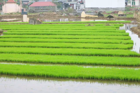 Quốc Oai tập trung cao độ cho sản xuất vụ Xuân 2026