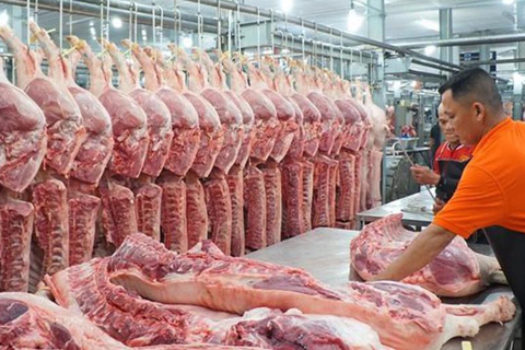 Giá lợn tăng mạnh cận Tết: Áp lực nguồn cung và bài toán bình ổn thị trường