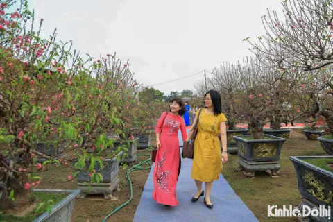 “Đào Nhật Tân – sắc xuân Hồng Hà” tôn vinh làng nghề trăm năm bên bãi sông Hồng