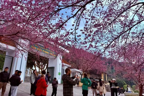 Tuyên Quang: xây dựng thương hiệu du lịch gắn với hoa mai anh đào