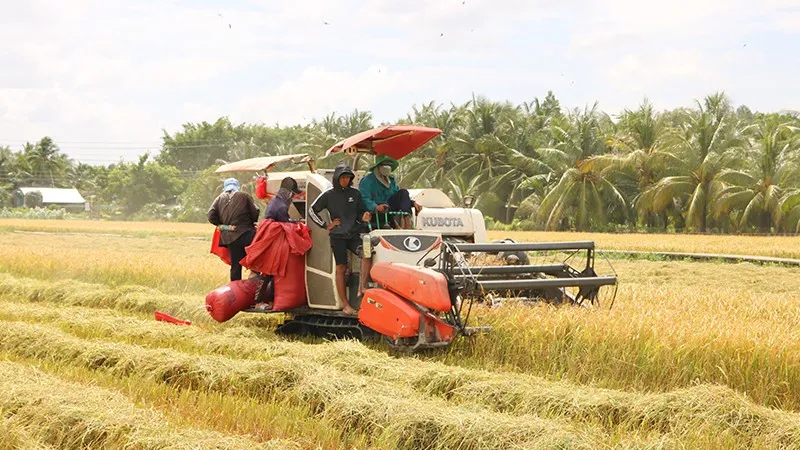 Vĩnh Long: nhân rộng mô hình lúa phát thải thấp, hướng tới xây dựng nền nông nghiệp xanh
