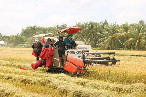Vĩnh Long: nhân rộng mô hình lúa phát thải thấp, hướng tới xây dựng nền nông nghiệp xanh