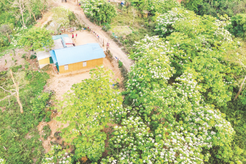 Cây trẩu mang lại giá trị kép ở vùng cao Quảng Trị