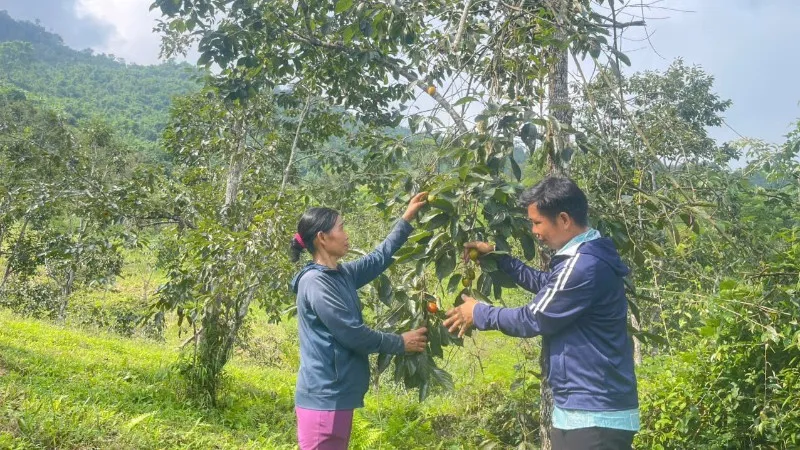 Thái Nguyên: đưa hồng không hạt từng bước trở thành cây trồng mũi nhọn