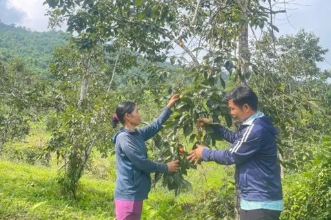 Thái Nguyên: đưa hồng không hạt từng bước trở thành cây trồng mũi nhọn