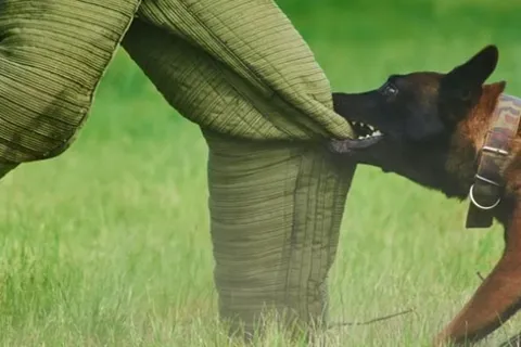 TP Hồ Chí Minh: bé gái bị thương tích nặng sau khi bị chó lạ tấn công