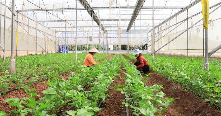 Sơn La: hướng tới nền nông nghiệp bền vững, cạnh tranh cao