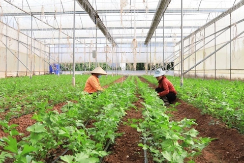 Sơn La: hướng tới nền nông nghiệp bền vững, cạnh tranh cao
