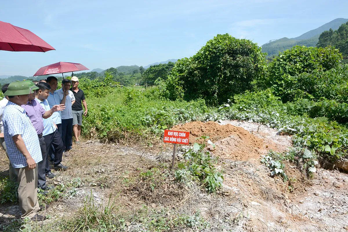 Tỉnh Tuyên Quang: tập trung lực lượng, dập dịch tả lợn châu Phi