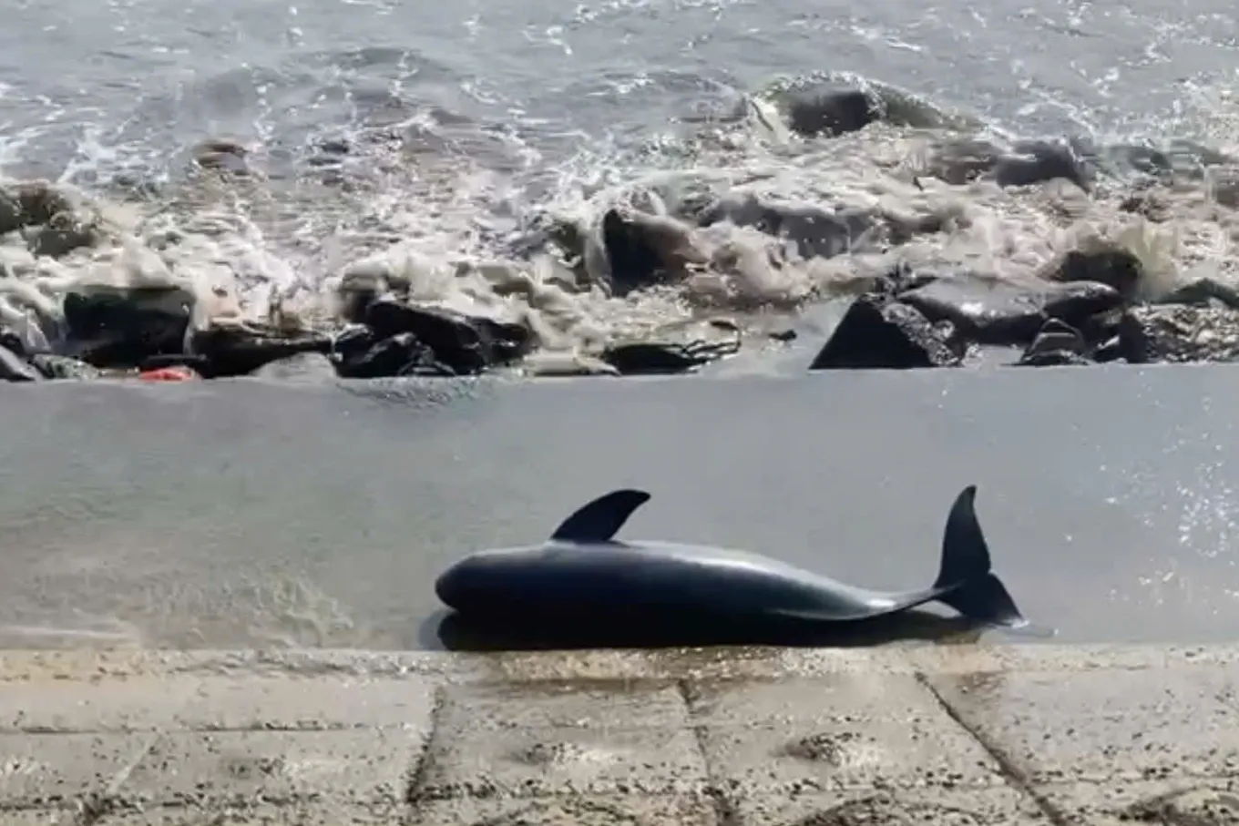 Quảng Trị: phát hiện xác cá voi trôi dạt vào bờ biển