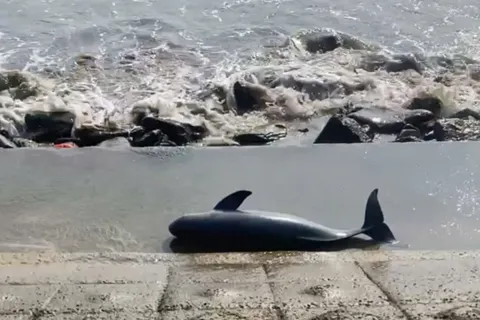 Quảng Trị: phát hiện xác cá voi trôi dạt vào bờ biển