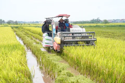 Nâng giá trị cho vùng lúa Hà Nội bằng cơ giới hóa