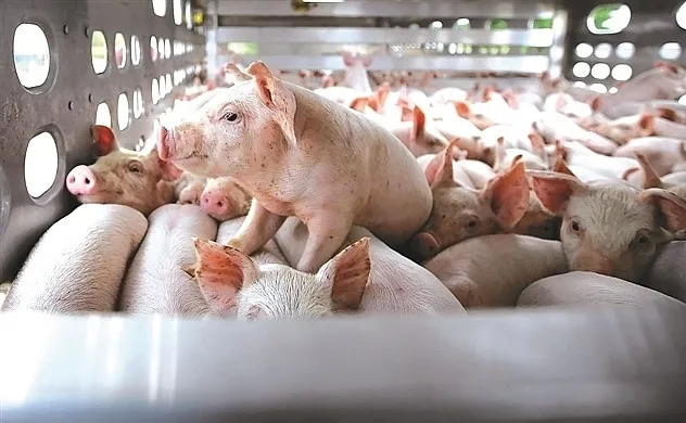 Nhóm cổ phiếu chăn nuôi heo tăng mạnh sau lùm xùm liên quan đến thịt heo C.P