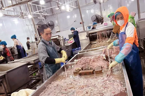 Quản lý thị trường Hà Nội phát hiện hơn 63 tấn lòng lợn không nguồn gốc xuất xứ