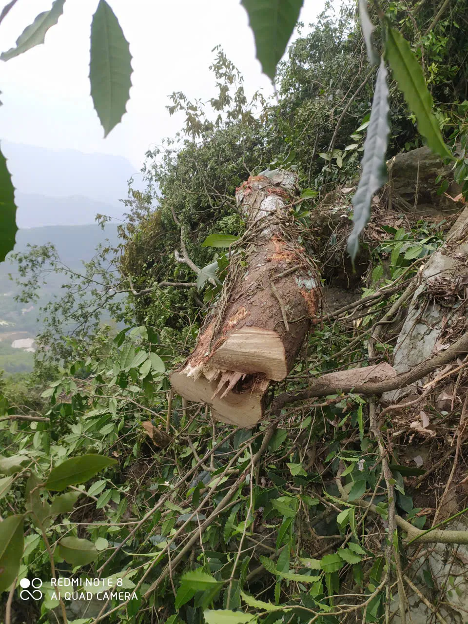 Hình ảnh 8 3071814071568557382