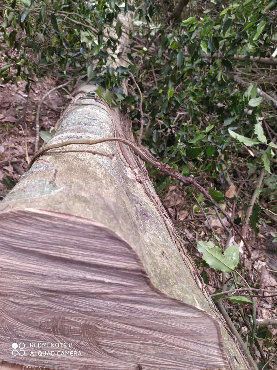 Hình ảnh 9 367821067924296893