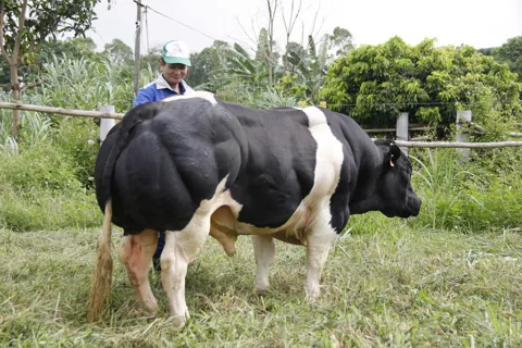 Đưa Hà Nội thành trung tâm cung ứng giống bò thịt chất lượng