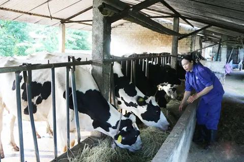 Vực dậy phát triển chăn nuôi bò sữa