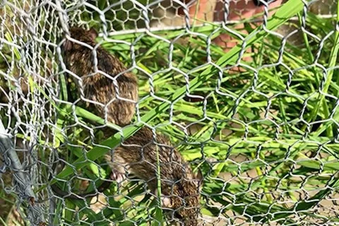 Hà Nội ban hành kế hoạch diệt 5 triệu con chuột mỗi năm