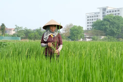 Hà Nội: “phổ cập” giống chất lượng cao, nâng giá trị ngành lúa gạo