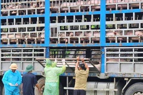 Ngăn chặn nguy cơ bùng phát bệnh dịch tả lợn châu Phi