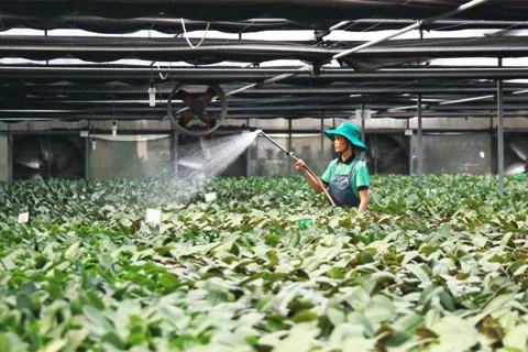 Tái cơ cấu nông nghiệp Hà Nội: kỳ vọng đột phá từ khoa học - công nghệ