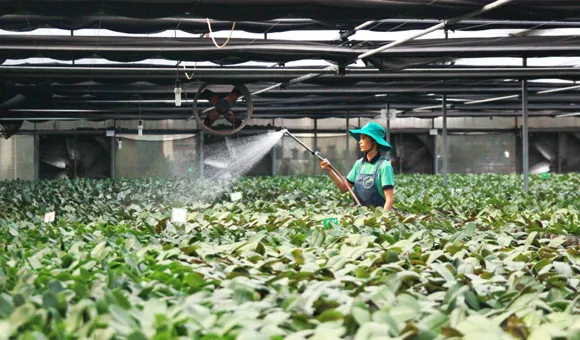 Tái cơ cấu nông nghiệp Hà Nội: kỳ vọng đột phá từ khoa học - công nghệ