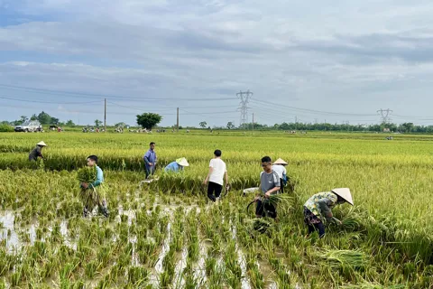 Hà Nội: rốt ráo thu hoạch lúa Mùa “chạy” bão số 11