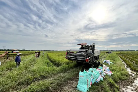 Hà Nội: nông dân hối hả thu hoạch lúa Mùa