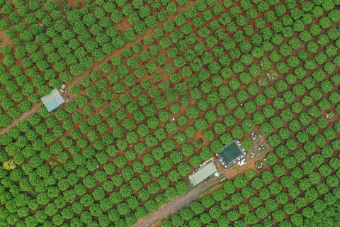 80 năm ngành Nông nghiệp và Môi trường: khẳng định vai trò “trụ đỡ” của nền kinh tế