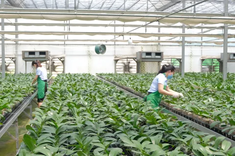 Đại hội Đảng bộ TP Hà Nội lần thứ XVIII: kỳ vọng vào những định hướng đột phá đưa nông nghiệp phát triển lên tầm cao mới