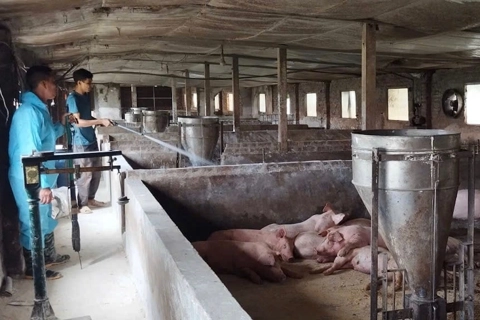 Hà Nội: nguy cơ lan rộng bệnh dịch tả lợn châu Phi