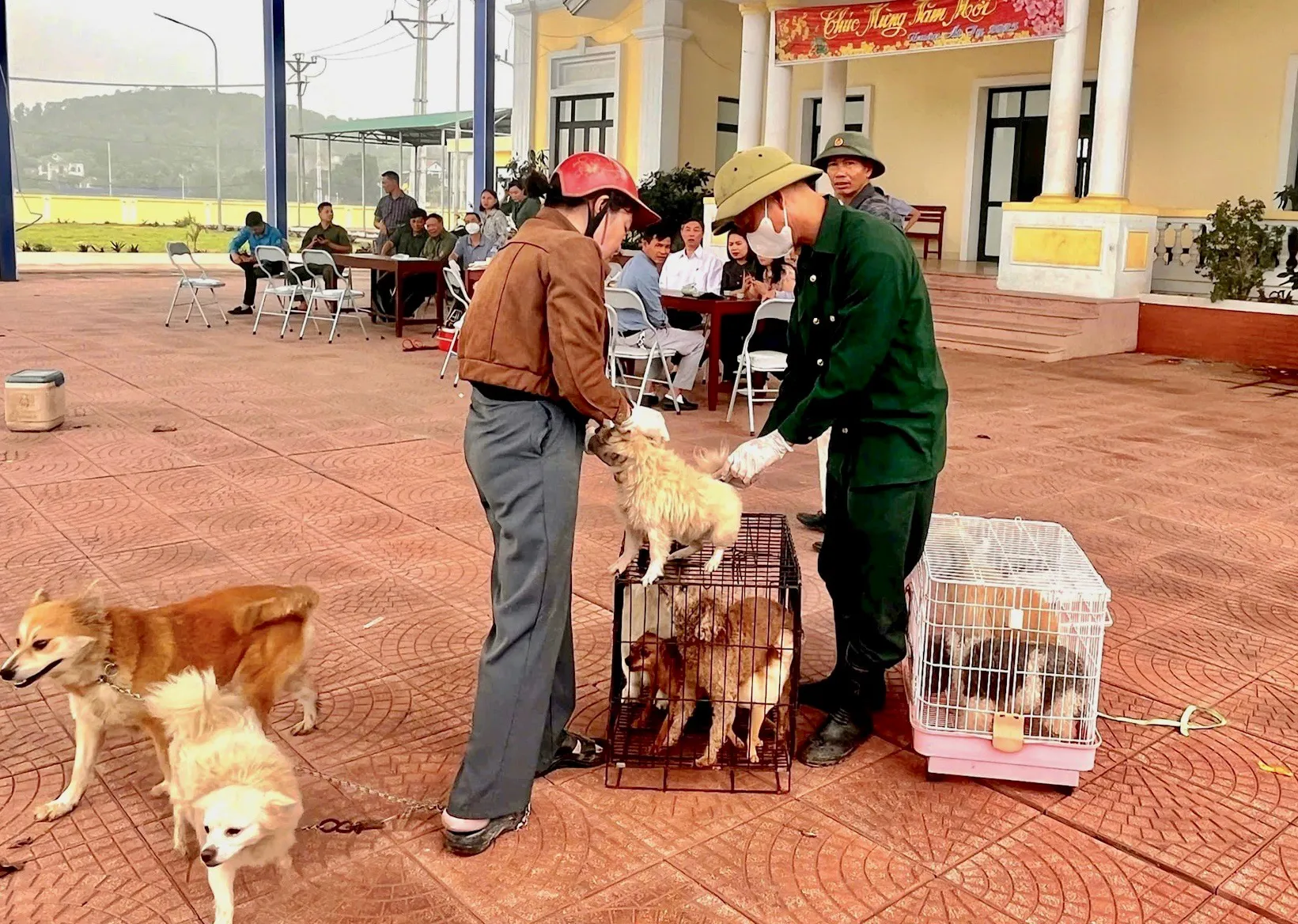 Hà Nội: ngăn chặn nguy cơ bùng phát bệnh dại