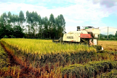Được mùa vụ Xuân