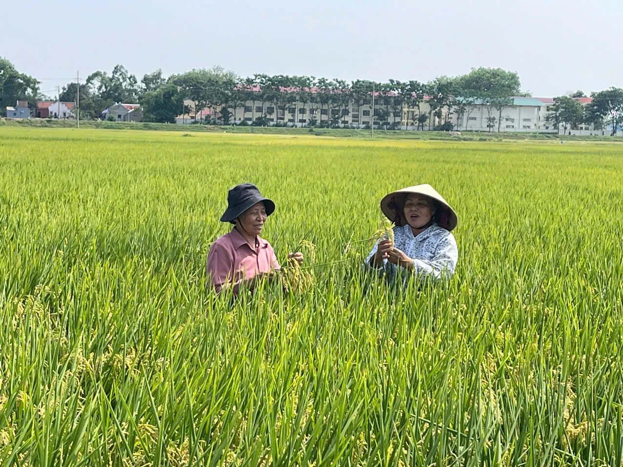 Hình ảnh 2