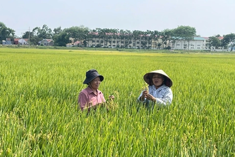 Hiệu quả vượt trội từ canh tác lúa ứng dụng SRI theo hướng hữu cơ