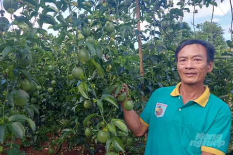 Phát triển bền vững ngành hàng chanh leo theo chuỗi liên kết