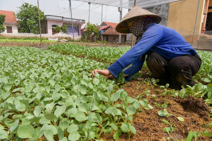 Sản xuất nông nghiệp ở xã Đại Xuyên thúc đẩy phát triển kinh tế - xã hội