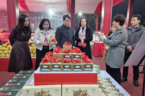 Hà Nội khai mạc chuỗi không gian quảng bá sản phẩm OCOP phục vụ Tết Bính Ngọ 2026