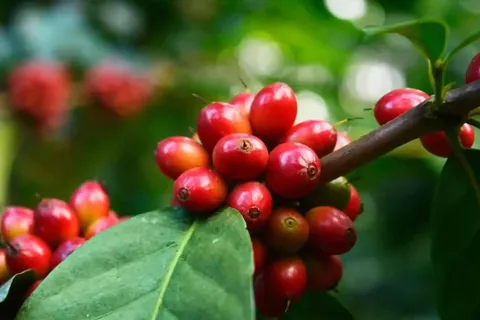 Giá cà phê hôm nay 1/11/2025: Robusta tăng mạnh trong tháng 10, thêm hơn 300 USD/tấn