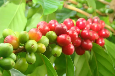 Giá cà phê hôm nay 1/12/2025: nhận định giá cà phê tuần này, đà tăng vẫn còn