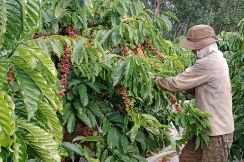 Giá cà phê hôm nay 1/6/2025: sốc với giá cà phê tháng 5/2025
