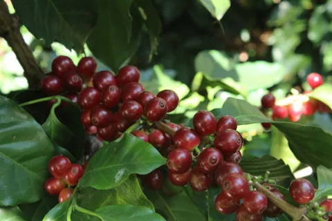 Giá cà phê hôm nay 10/10/2025: Robusta tiếp tục tăng, đồng USD cao đẩy Arabica giảm sâu