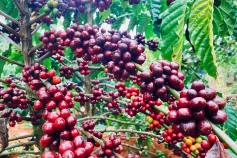 Giá cà phê hôm nay 10/5/2025: Arabica tiếp tục tăng, đầu cơ thận trọng trên sàn
